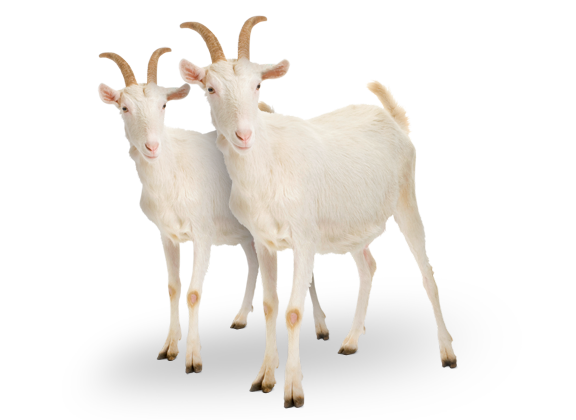 Images Of Two Goats