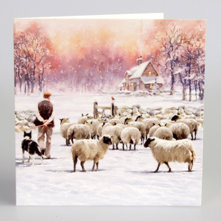 Noel the Sheep Pack of 5 Christmas Cards X161