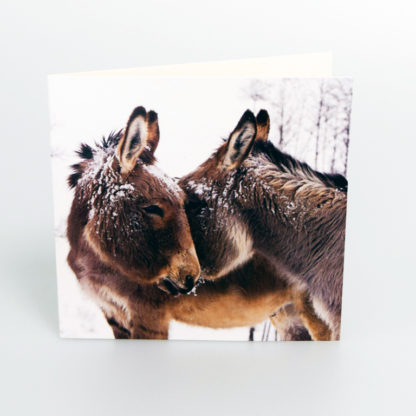 Donkeys Christmas Cards