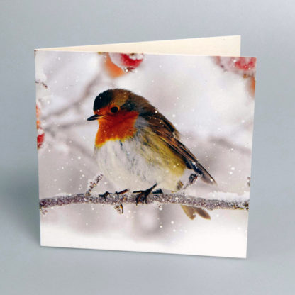 Photographic Robin Christmas Cards