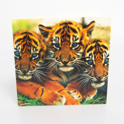 Sumatran Tiger Cubs Greeting Card