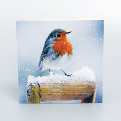 Photographic Robin Christmas Cards