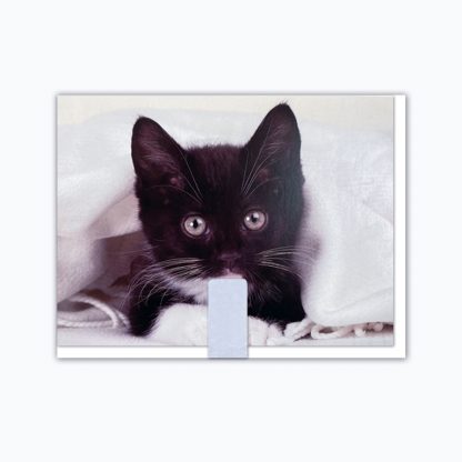 cute Kitty Greeting Card