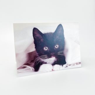 cute Kitty Greeting Card
