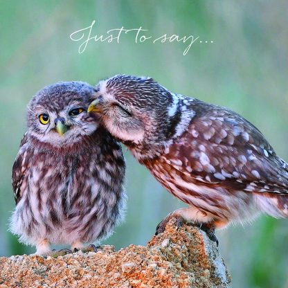 SAVE23V2_STC_Kissing Owls_y