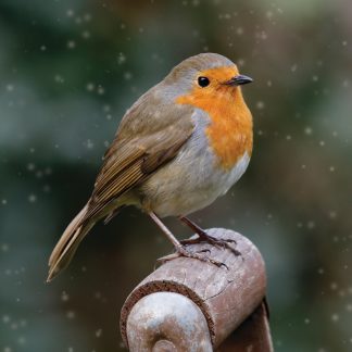 Robin Redbreast Christmas Card