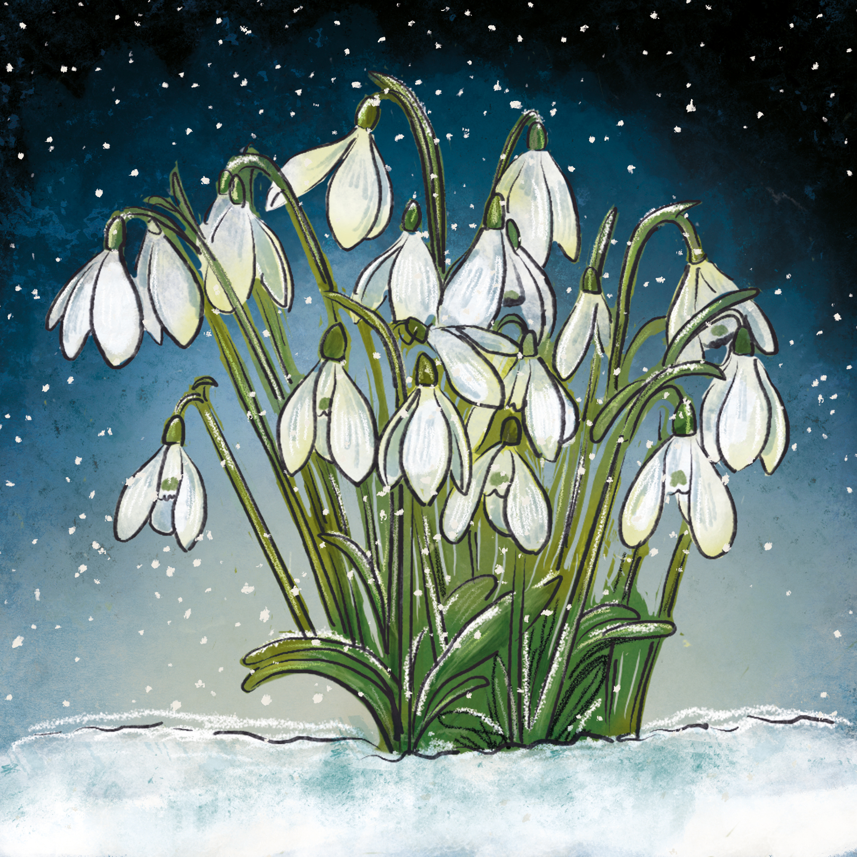 Snowdrops Christmas Card Snowdrops Christmas Card